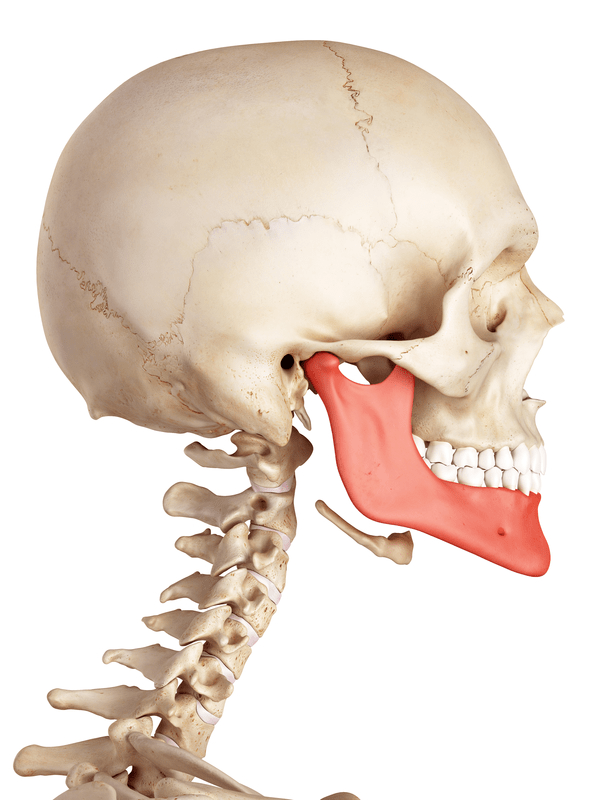A human skull illustration with lower jaw in red