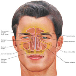 A diagram of the sinus areas in a human head